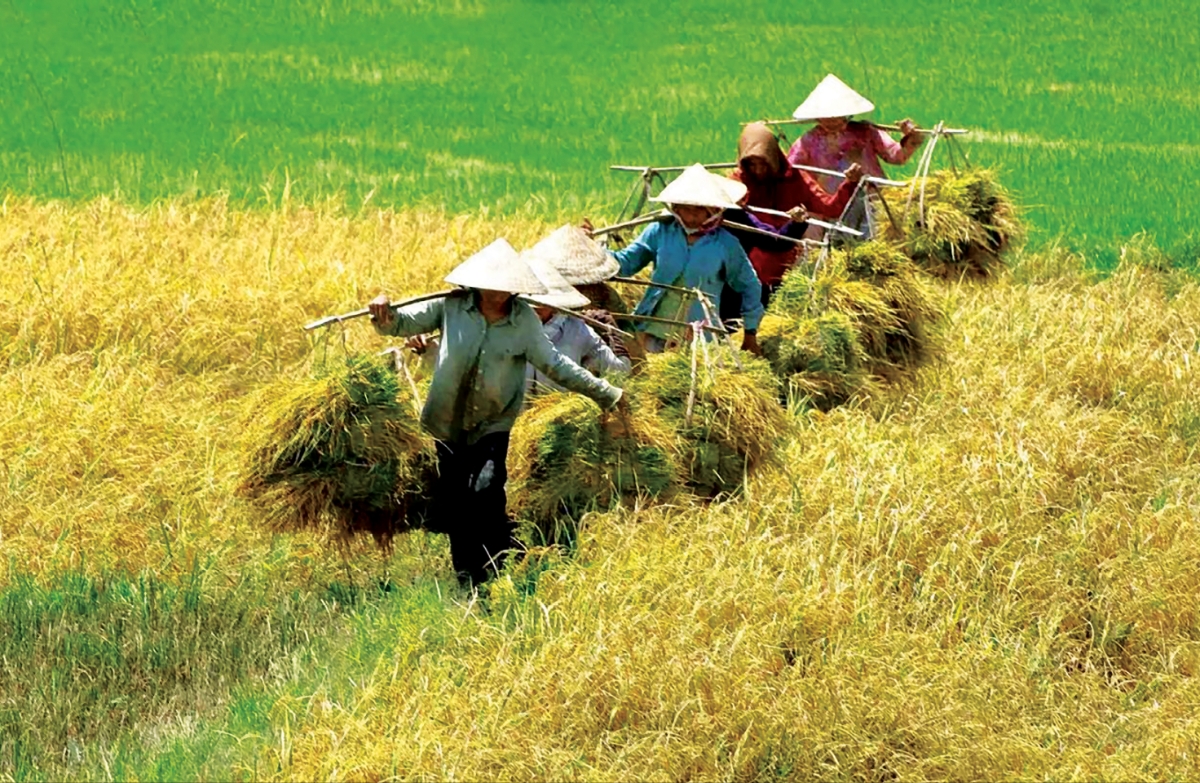 Miễn thuế sử dụng đất nông nghiệp đối với toàn bộ diện tích đất nông nghiệp được Nhà nước giao hoặc công nhận quyền sử dụng đất cho hộ nghèo.