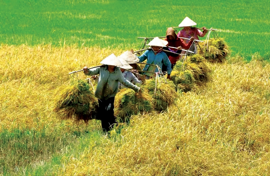 Miễn thuế sử dụng đất nông nghiệp đối với toàn bộ diện tích đất nông nghiệp được Nhà nước giao hoặc công nhận quyền sử dụng đất cho hộ nghèo.