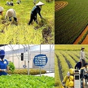 Bốn trường hợp được miễn thuế sử dụng đất nông nghiệp đến hết ngày 31/12/2030