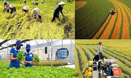 Bốn trường hợp được miễn thuế sử dụng đất nông nghiệp đến hết ngày 31/12/2030