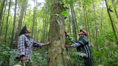Prospective money-spinner from carbon credits