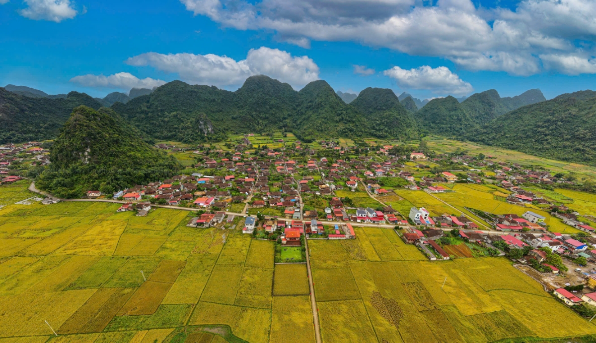 Vẻ đẹp làng Quỳnh Sơn mùa lúa chín.