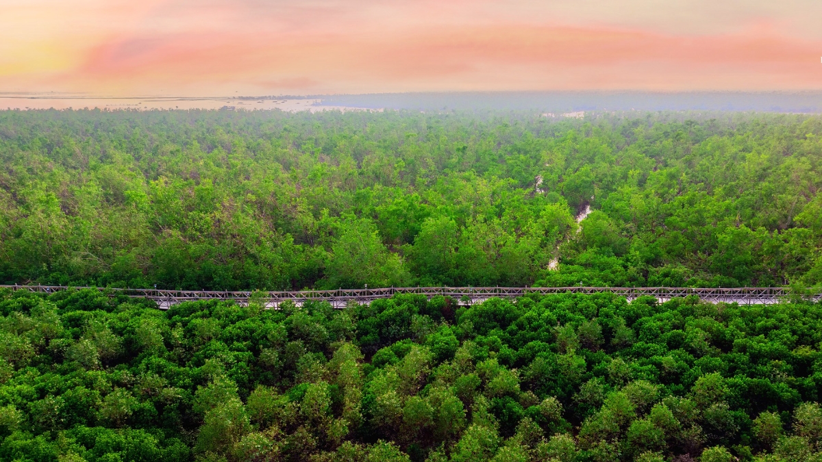 Những diện tích rừng có khả năng hấp thụ khí là "kho" dự trữ carbon.