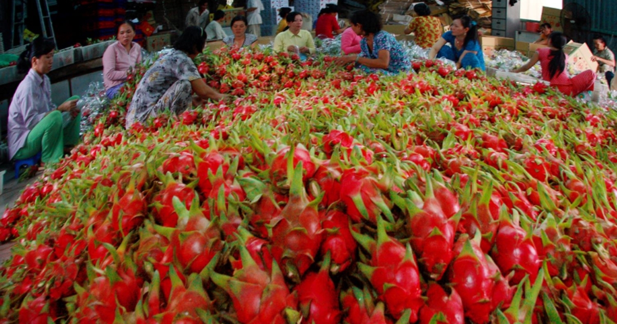 Xuất khẩu rau quả tăng tốc về đích, dự kiến đạt mốc 8,5 tỷ USD năm 2025