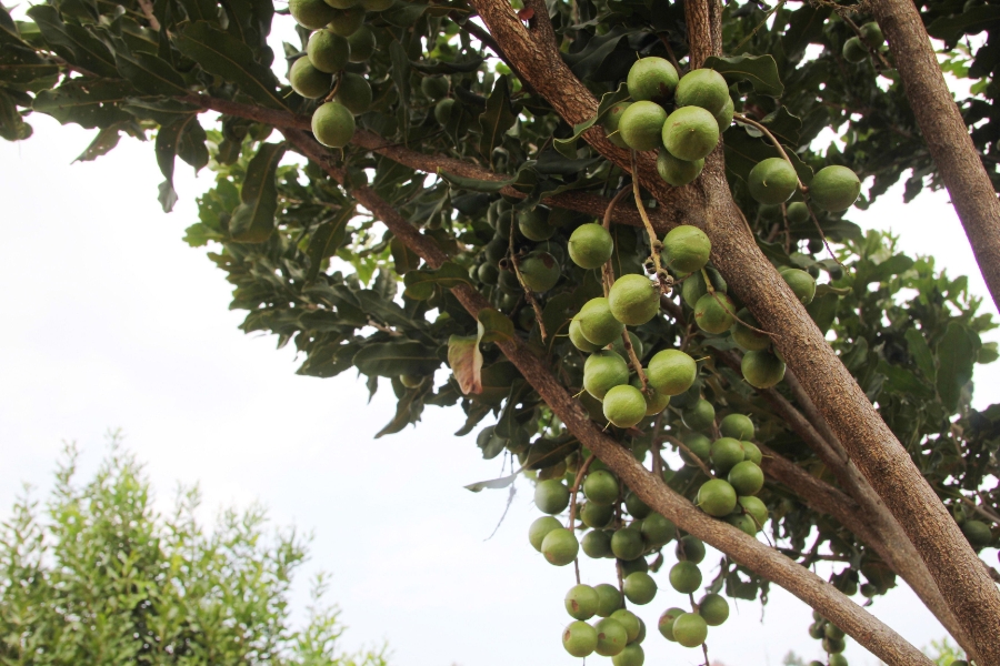 Mắc ca không chỉ là cây trồng mà là chiến lược làm giàu dài hạn.