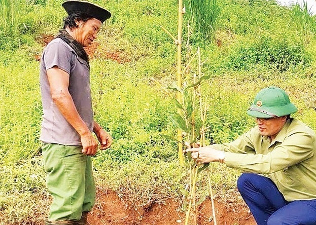 Cây mắc ca đã thành cây chủ lực trong xóa đói giảm nghèo của Cao Bằng.