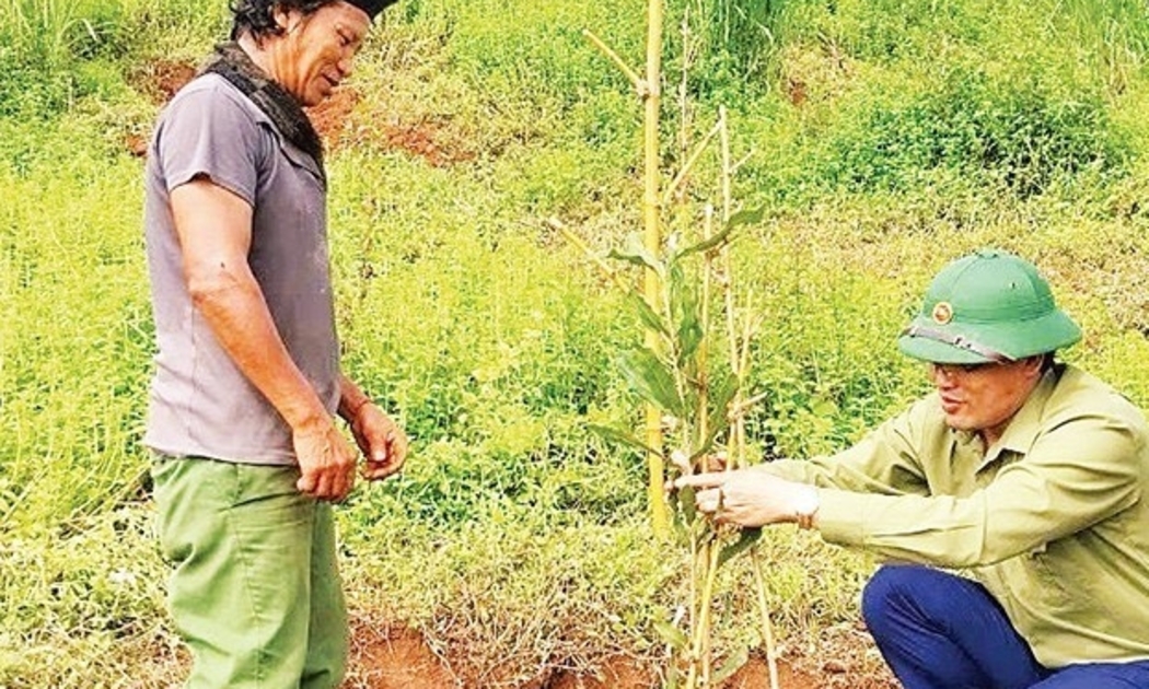 Cây mắc ca đã thành cây chủ lực trong xóa đói giảm nghèo của Cao Bằng.