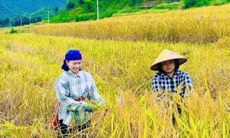 Người dân phấn khởi khi lúa nếp Cay Nọi năm nay được mùa