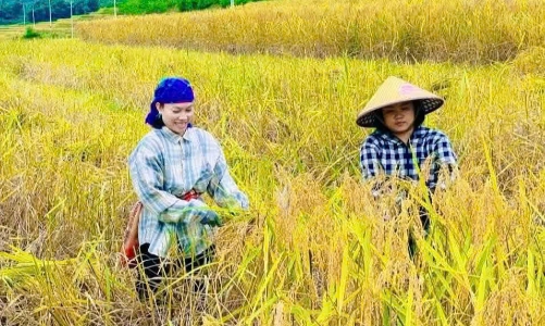 Nếp Cay Nọi: Từ hạt lúa cứu đói đến “vốn vàng” của đồng bào vùng biên cương