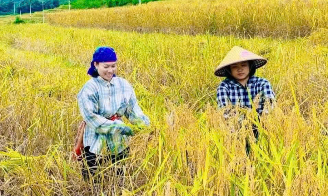 Người dân phấn khởi khi lúa nếp Cay Nọi năm nay được mùa