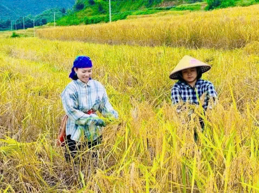 Người dân phấn khởi khi lúa nếp Cay Nọi năm nay được mùa