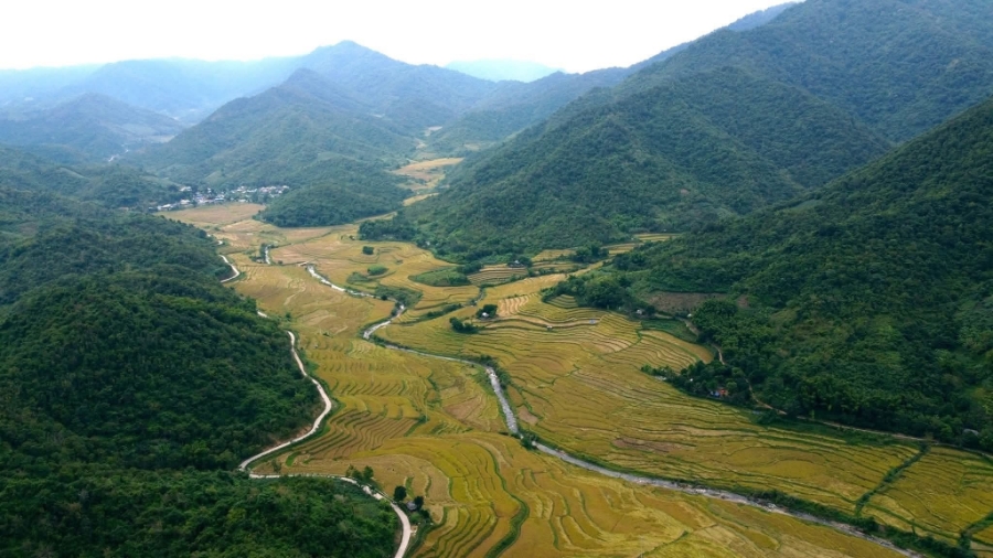 Giữa các thung lủng dọc suối Xim cũng được nhuộm vàng, đẹp như tranh.