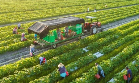 Kinh tế tuần hoàn mới chủ yếu trong nông nghiệp.