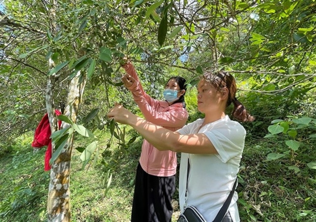 Mô hình trồng hồi giúp nhiều hộ dân tại Cao Bằng phát triển kinh tế, thoát nghèo bền vững.