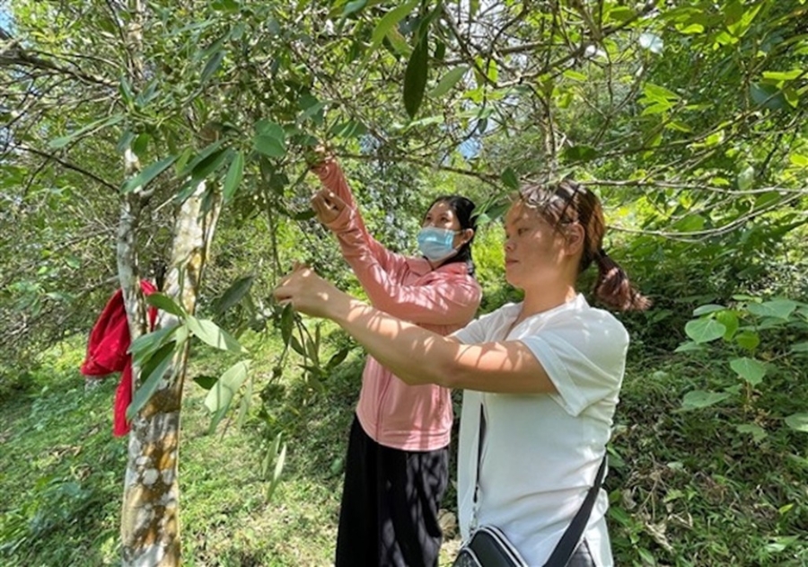 Mô hình trồng hồi giúp nhiều hộ dân tại Cao Bằng phát triển kinh tế, thoát nghèo bền vững.