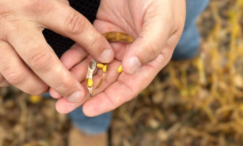 Đình chiến thương mại chưa đủ trấn an nông dân trồng đậu tương Mỹ