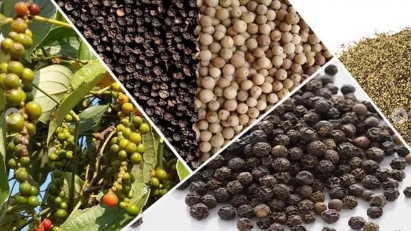 Pepper exports earn $1.4 bln in 10M