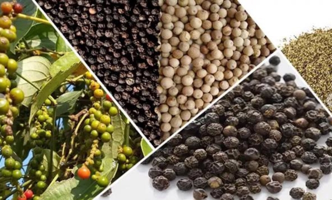 Pepper exports earn $1.4 bln in 10M