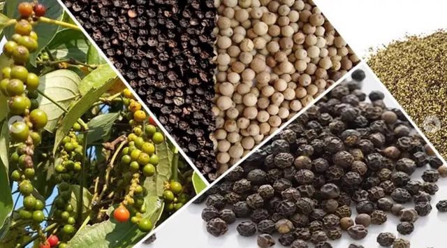 Pepper exports earn $1.4 bln in 10M