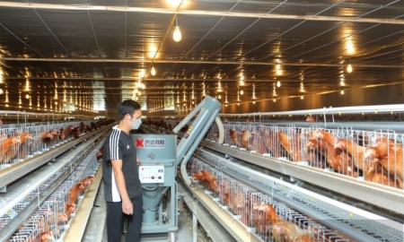 Bắc Ninh thúc đẩy số hóa, giúp nông dân phát triển chăn nuôi