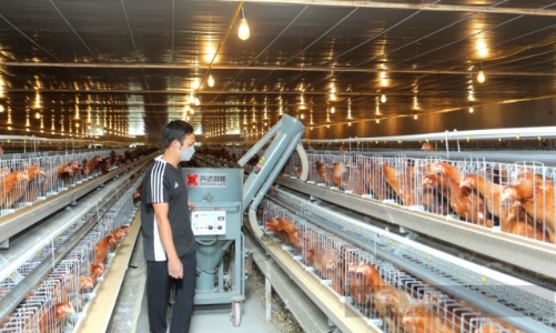 Bắc Ninh thúc đẩy số hóa, giúp nông dân phát triển chăn nuôi 