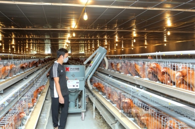 Mô hình nuôi gà công nghệ cao tại Bắc Ninh 