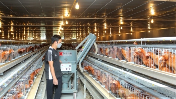 Bắc Ninh thúc đẩy số hóa, giúp nông dân phát triển chăn nuôi