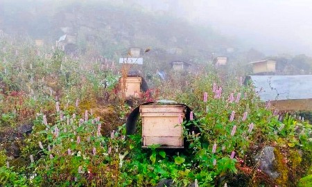 Tuyên Quang thúc đẩy nghề nuôi “ong Bạc hà” trên cao nguyên đá