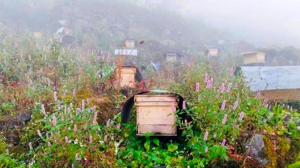 Tuyên Quang thúc đẩy nghề nuôi “ong Bạc hà” trên cao nguyên đá