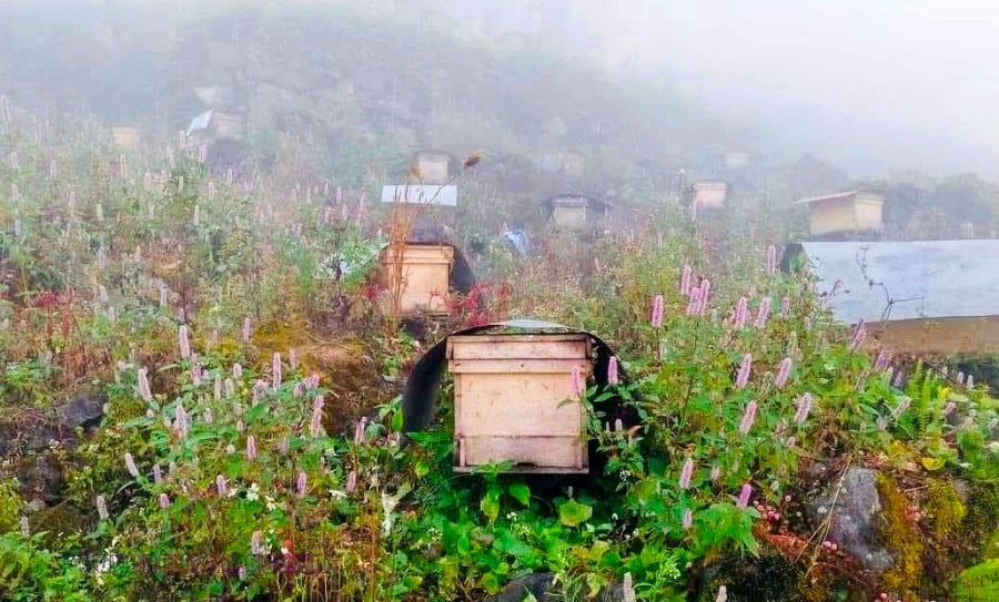 Nghề nuôi "ong Bạc hà" trên các sườn núi đá tai mèo tại Cao nguyên đá Đồng Văn
