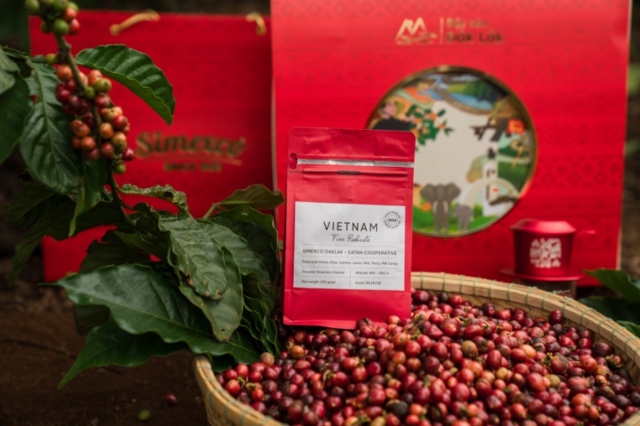 Việt Nam hiện đang là quốc gia dẫn đầu trong sản xuất cà phê Robusta.