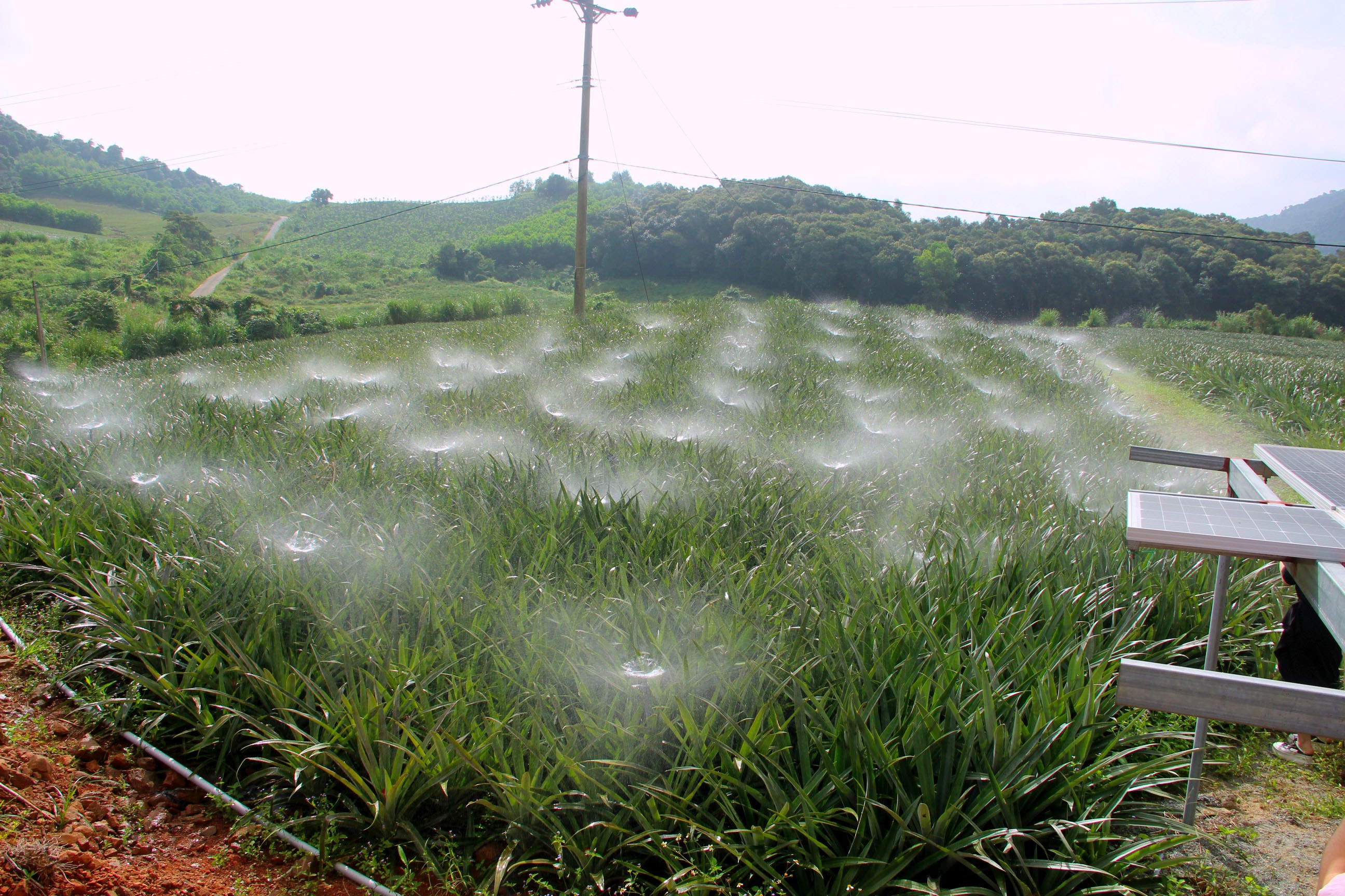 Hệ thống tưới nước tự động bằng năng lượng mặt trời tại nhiều địa phương tại Nghệ An được áp dụng cho các cây trồng chủ lực như cây ăn quả, chè và dứa.