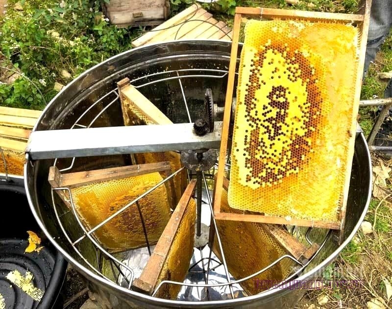 Mật ong Bạc hà có màu vàng chanh đặc trưng