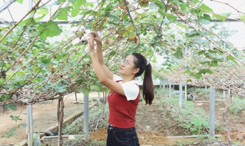 Gieo mầm xanh bên bờ sông Mã