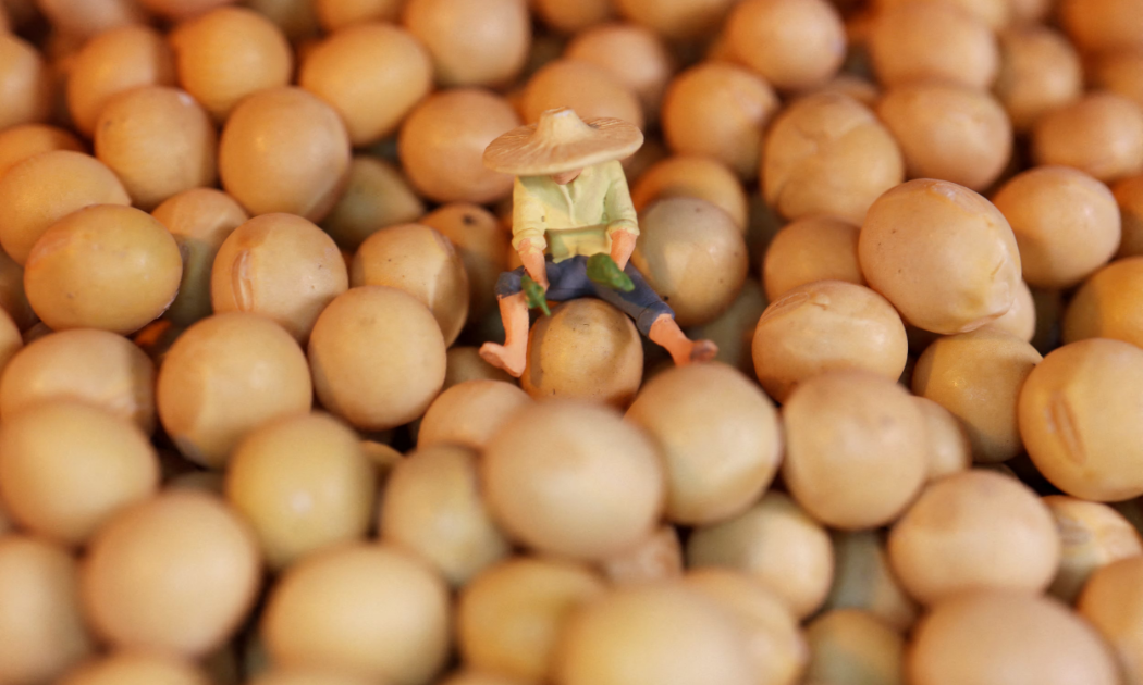 Bloomberg: Nhập khẩu đậu tương Mỹ của Trung Quốc lại ngưng trệ