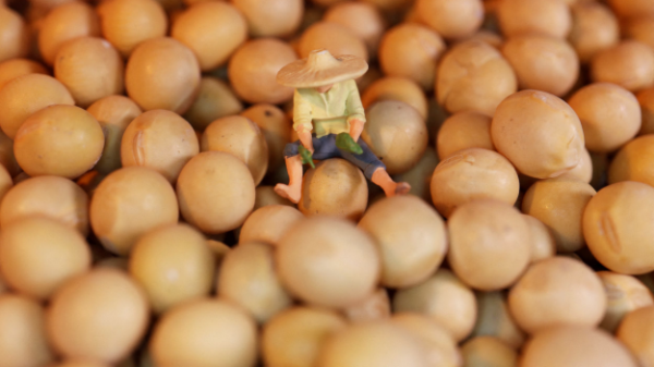 Bloomberg: Nhập khẩu đậu tương Mỹ của Trung Quốc lại ngưng trệ