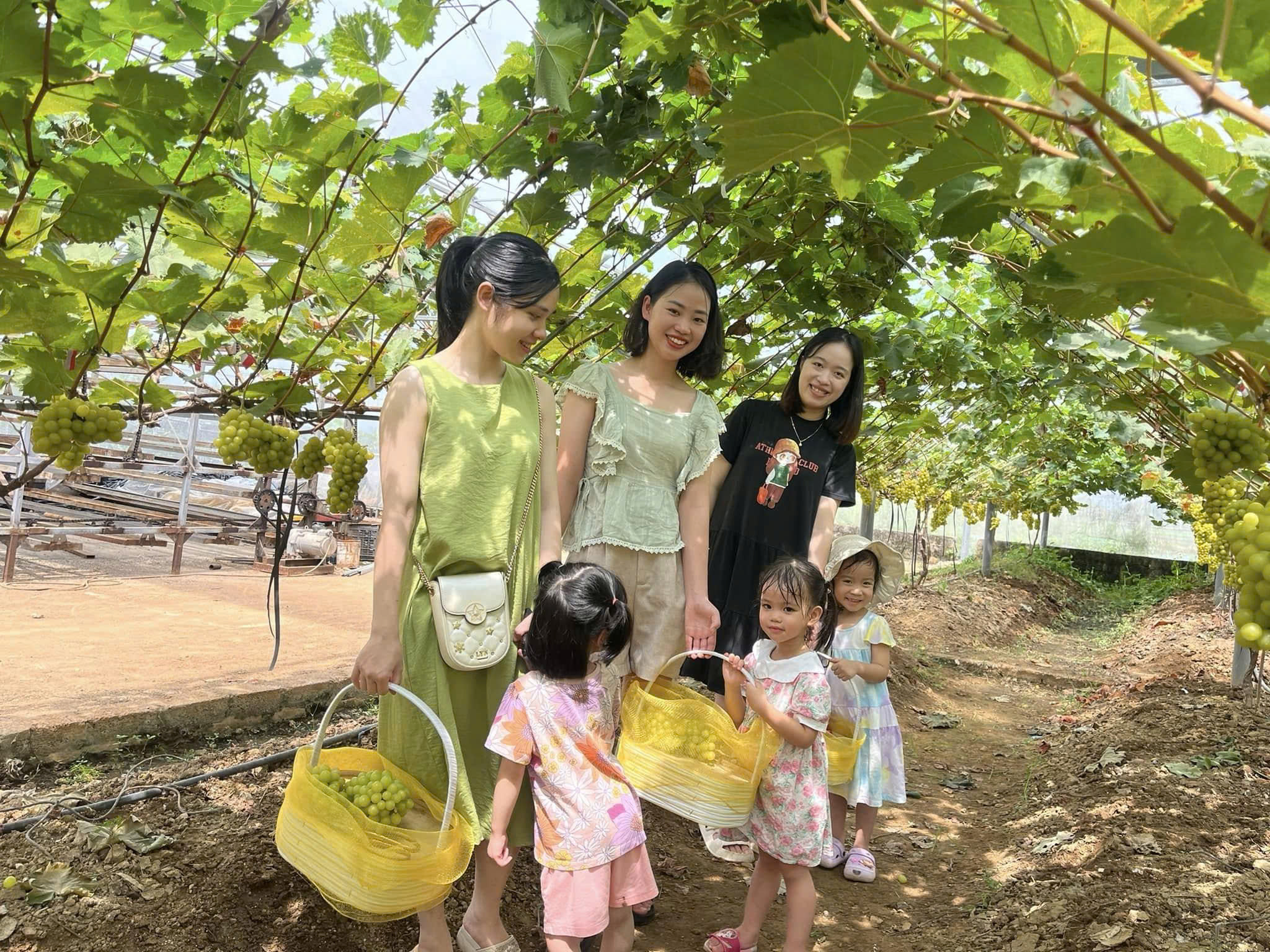 Du khách trải nghiệm hái nho chín mọng tại khu tham quan nông trại.