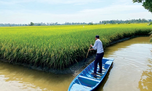 Mô hình sản xuất lúa phát thải thấp: Thế mạnh nông nghiệp đồng bằng sông Cửu Long