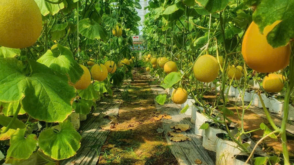 Dưa lưới hữu cơ – sản phẩm đầu tiên đánh dấu thành công bước đầu của Cả Tổ Farm.