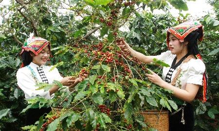 Thu hoạch cà phê ở Chiềng An
