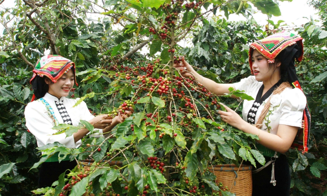 Thu hoạch cà phê ở Chiềng An