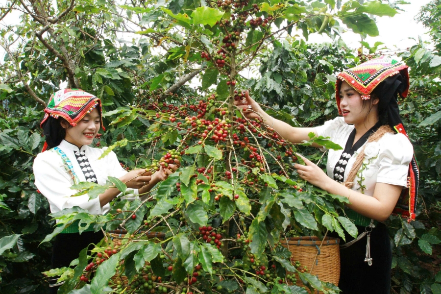 Thu hoạch cà phê ở Chiềng An