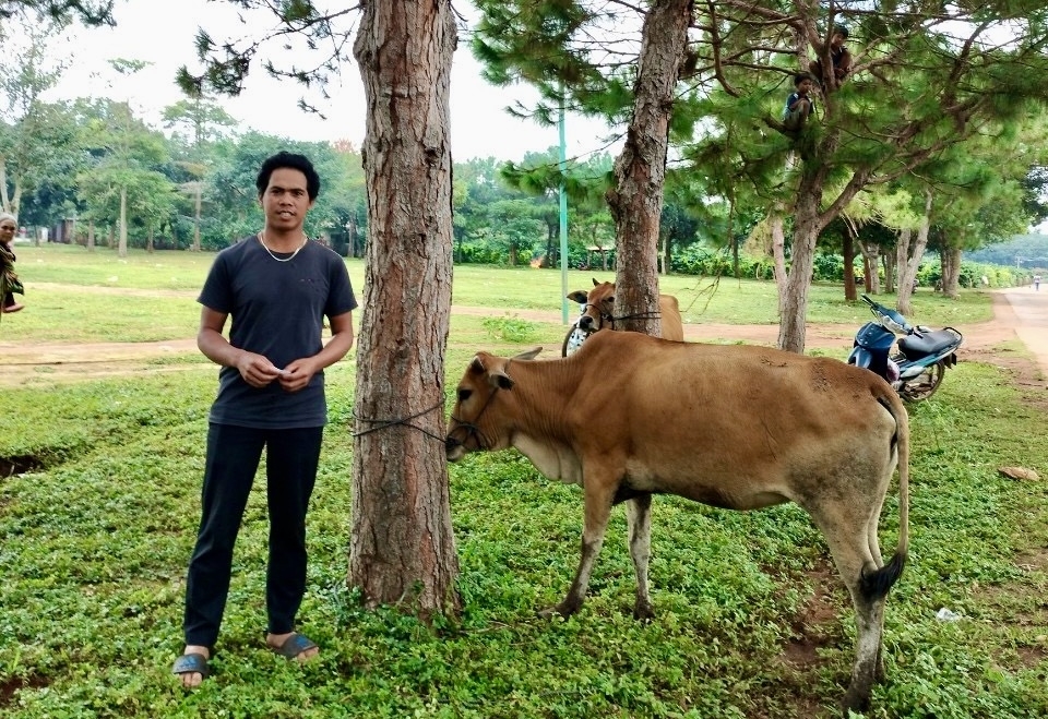 Bò cái sinh sản được hỗ trợ từ Dự án.
