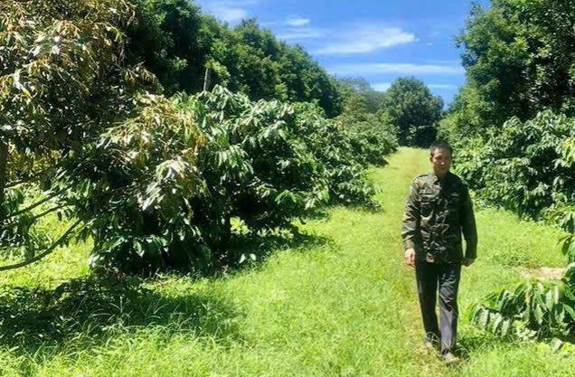 Trồng cà phê giúp bà con Gia Lai tăng thu nhập và làm giàu.