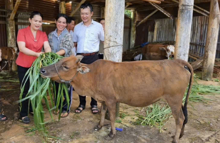 Nhiều hộ nghèo tại Gia Lai được hỗ trợ vốn nuôi bò phát triển kinh tế, ổn định cuộc sống.
