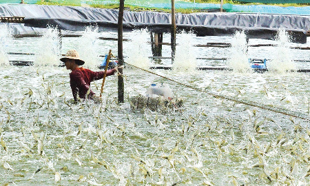 Ngành tôm “chuyển mình” hướng tới tương lai xanh