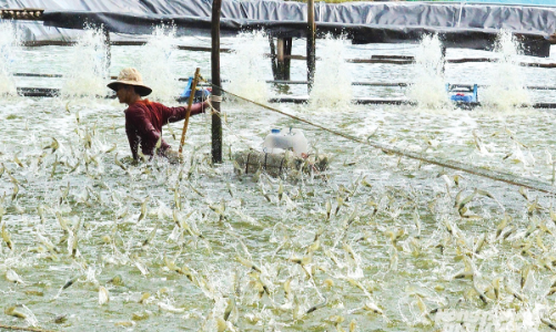 Ngành tôm “chuyển mình” hướng tới tương lai xanh
