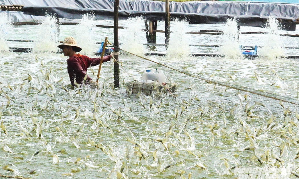 Ngành tôm “chuyển mình” hướng tới tương lai xanh