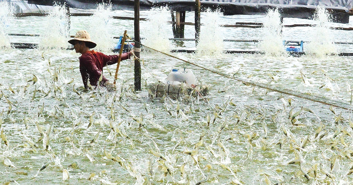Ngành tôm “chuyển mình” hướng tới tương lai xanh