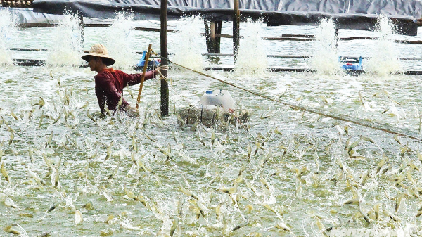 Ngành tôm “chuyển mình” hướng tới tương lai xanh